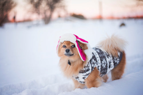 Paws and Coats: Navigating Winter Comfort for Your Furry Friends